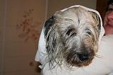 SECHAGE - SKYE TERRIER 038